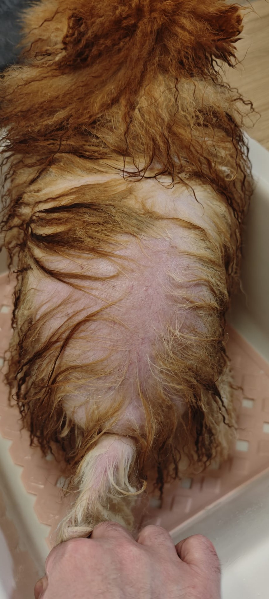 Pomerania con alopecia X y pérdida de pelo