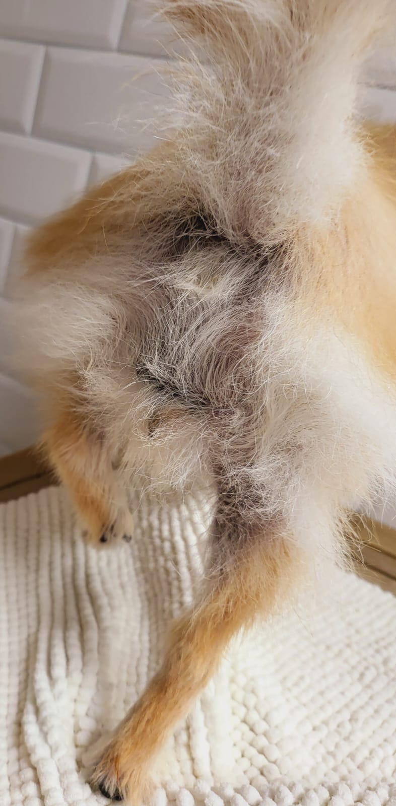 Pomerania con alopecia X y pérdida de manto