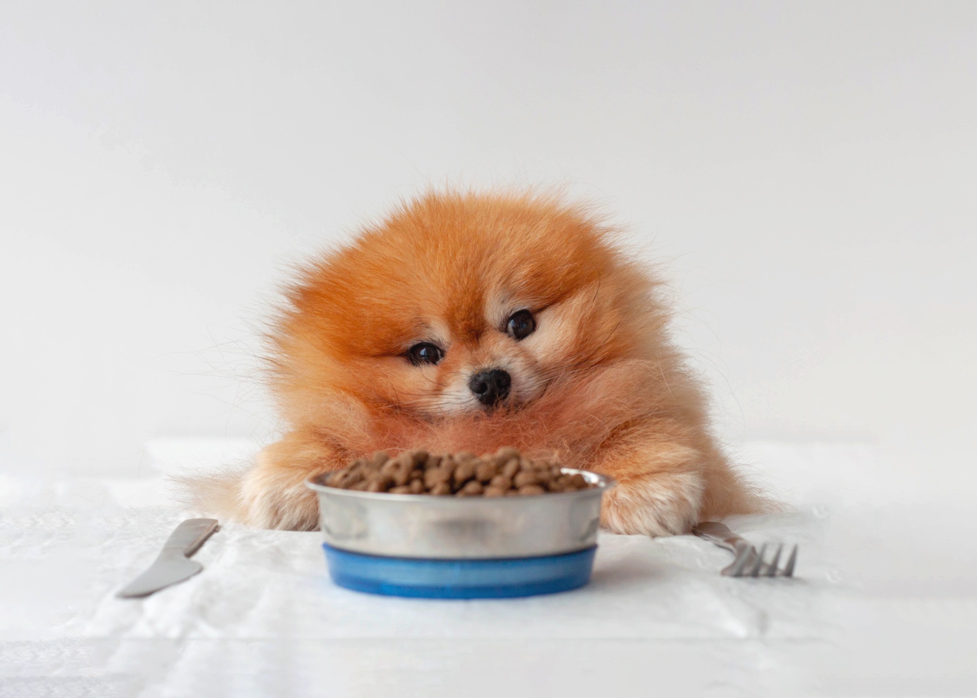 pomerania comiendo comida